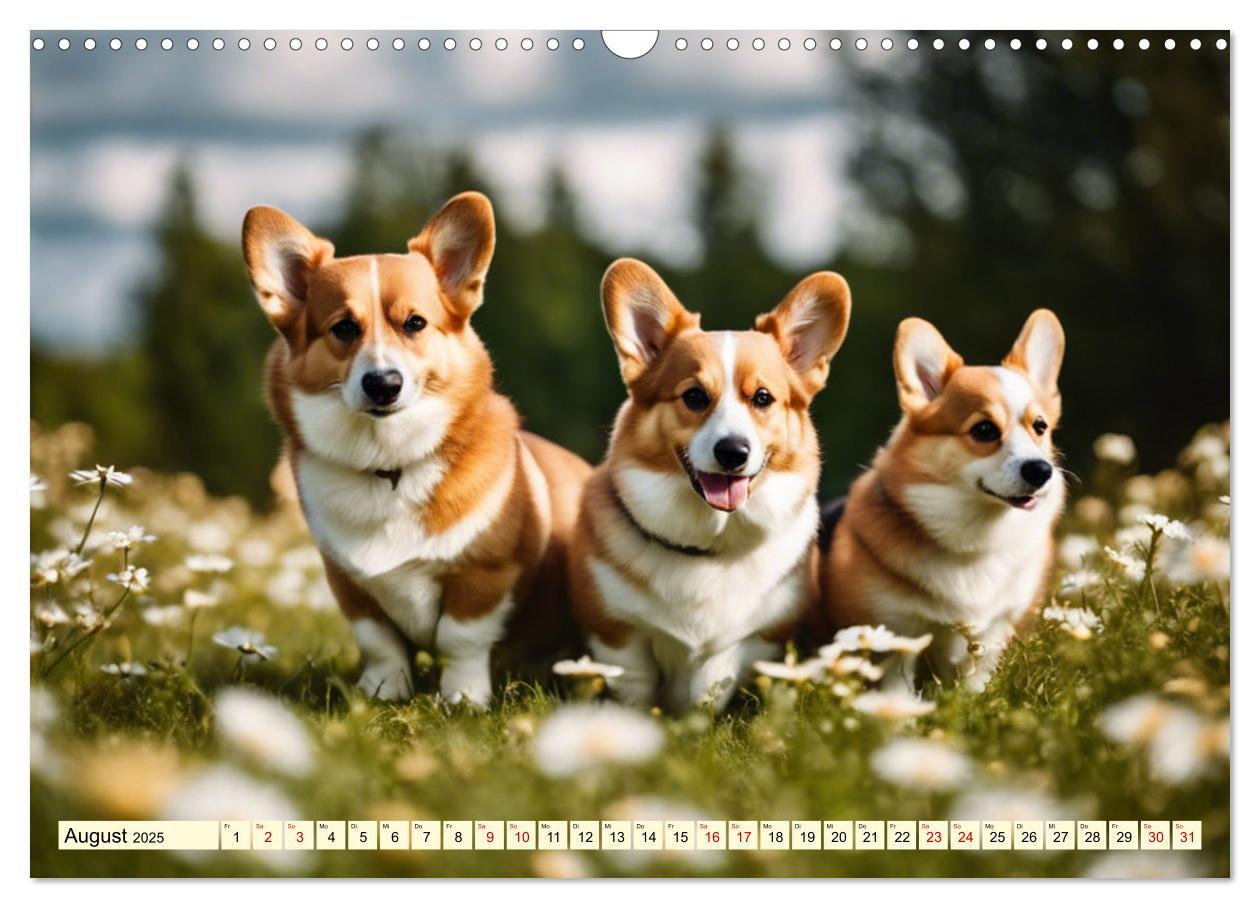 Bild: 9783435244447 | Welsh Corgi Pembroke (Wandkalender 2025 DIN A3 quer), CALVENDO...