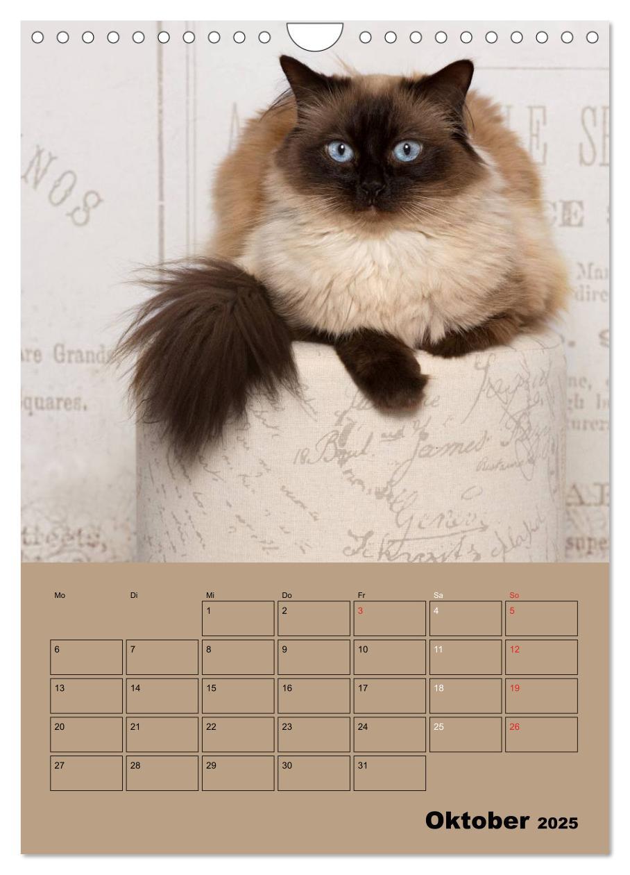 Bild: 9783457013250 | Ragdolls zum Verlieben (Wandkalender 2025 DIN A4 hoch), CALVENDO...