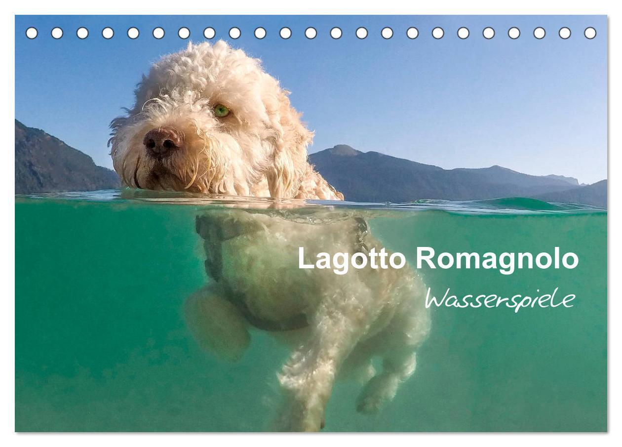 Cover: 9783675868342 | Lagotto Romagnolo - Wasserspiele (Tischkalender 2024 DIN A5 quer),...