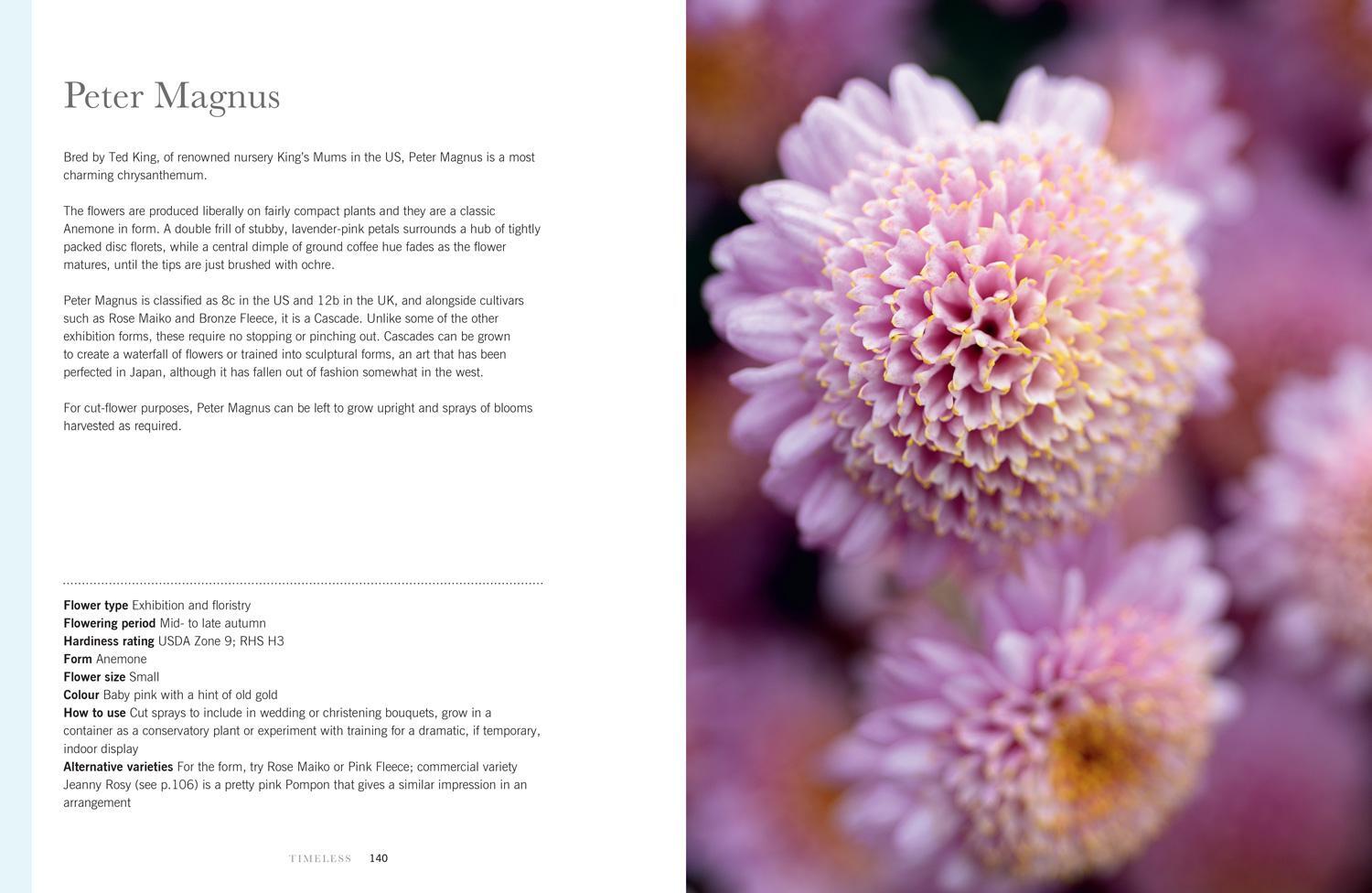 Bild: 9780008662738 | Chrysanthemums | Beautiful Varieties for Home and Garden | Buch | 2024