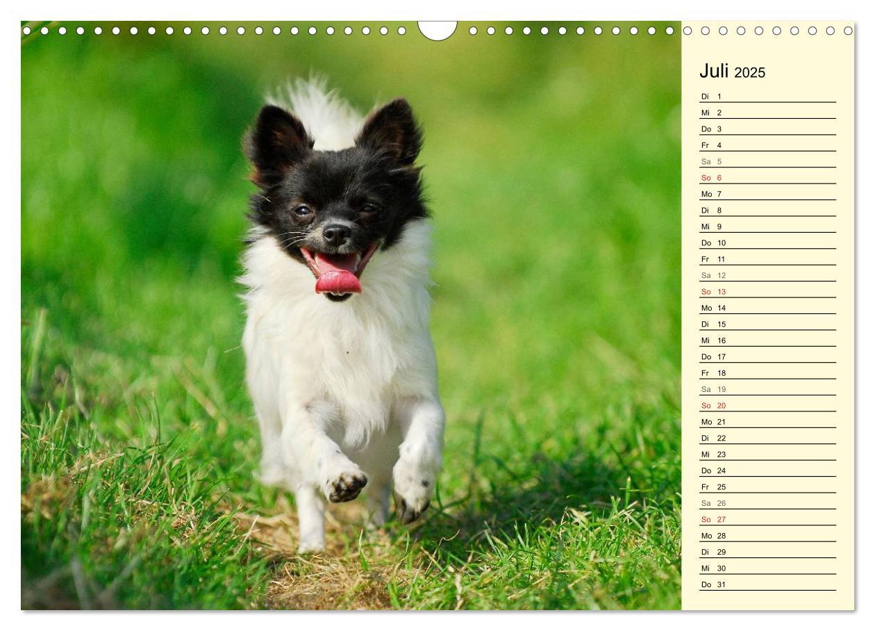 Bild: 9783435541157 | Chihuahua - Kleine Hunde ganz groß (Wandkalender 2025 DIN A3 quer),...