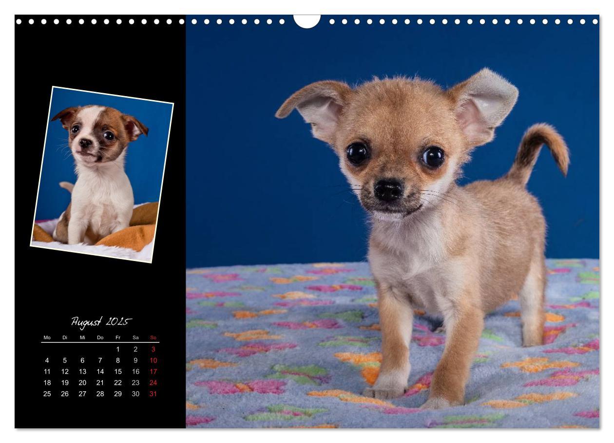 Bild: 9783435835294 | Chihuahua Welpen und Freunde (Wandkalender 2025 DIN A3 quer),...