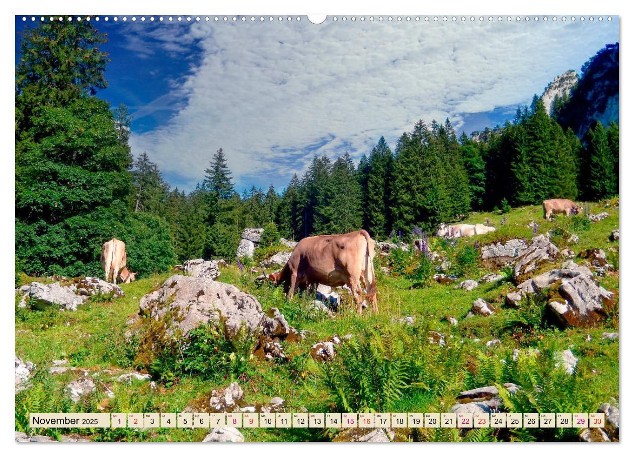 Bild: 9783435119028 | Berg-Kühe, Natur pur - unser schönster Urlaub (Wandkalender 2025...