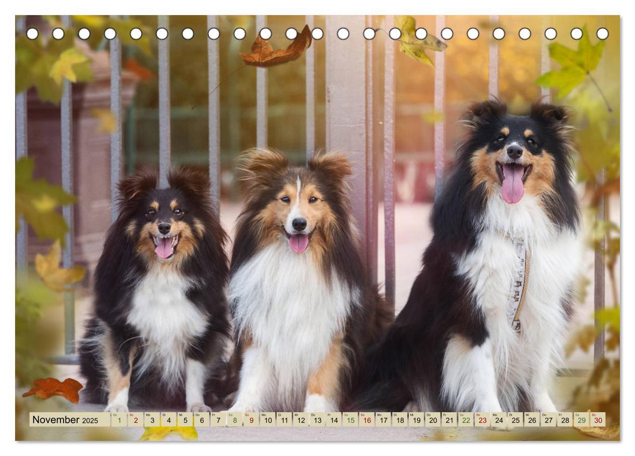 Bild: 9783435422678 | SHELTIES Liebe auf 4 Pfoten (Tischkalender 2025 DIN A5 quer),...