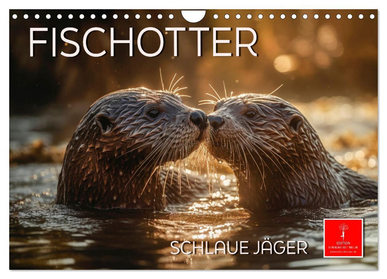 Cover: 9783383867774 | Fischotter - schlaue Jäger (Wandkalender 2025 DIN A4 quer),...