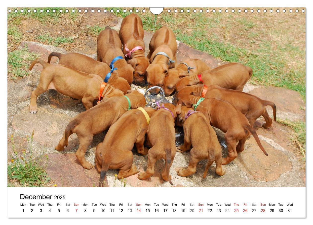 Bild: 9781325960538 | Rhodesian Ridgeback Puppies (Wall Calendar 2025 DIN A3 landscape),...