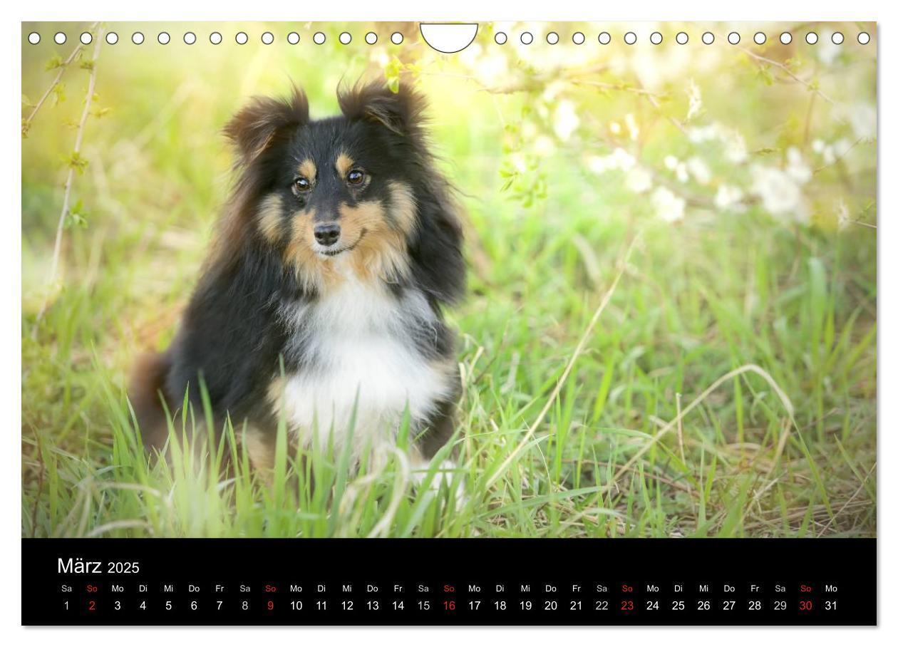 Bild: 9783435606795 | Wir lieben Shelties (Wandkalender 2025 DIN A4 quer), CALVENDO...