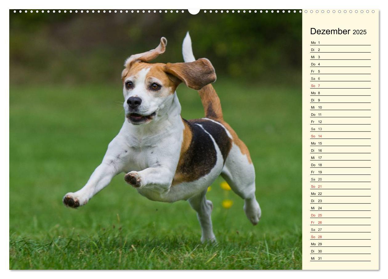 Bild: 9783435540884 | Beagle - Herz auf 4 Pfoten (Wandkalender 2025 DIN A2 quer),...