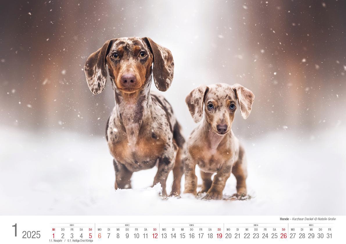 Bild: 9783965352346 | Hunde 2025 Bildkalender A3 quer - Natalie Große | Holger Klaes | 2025