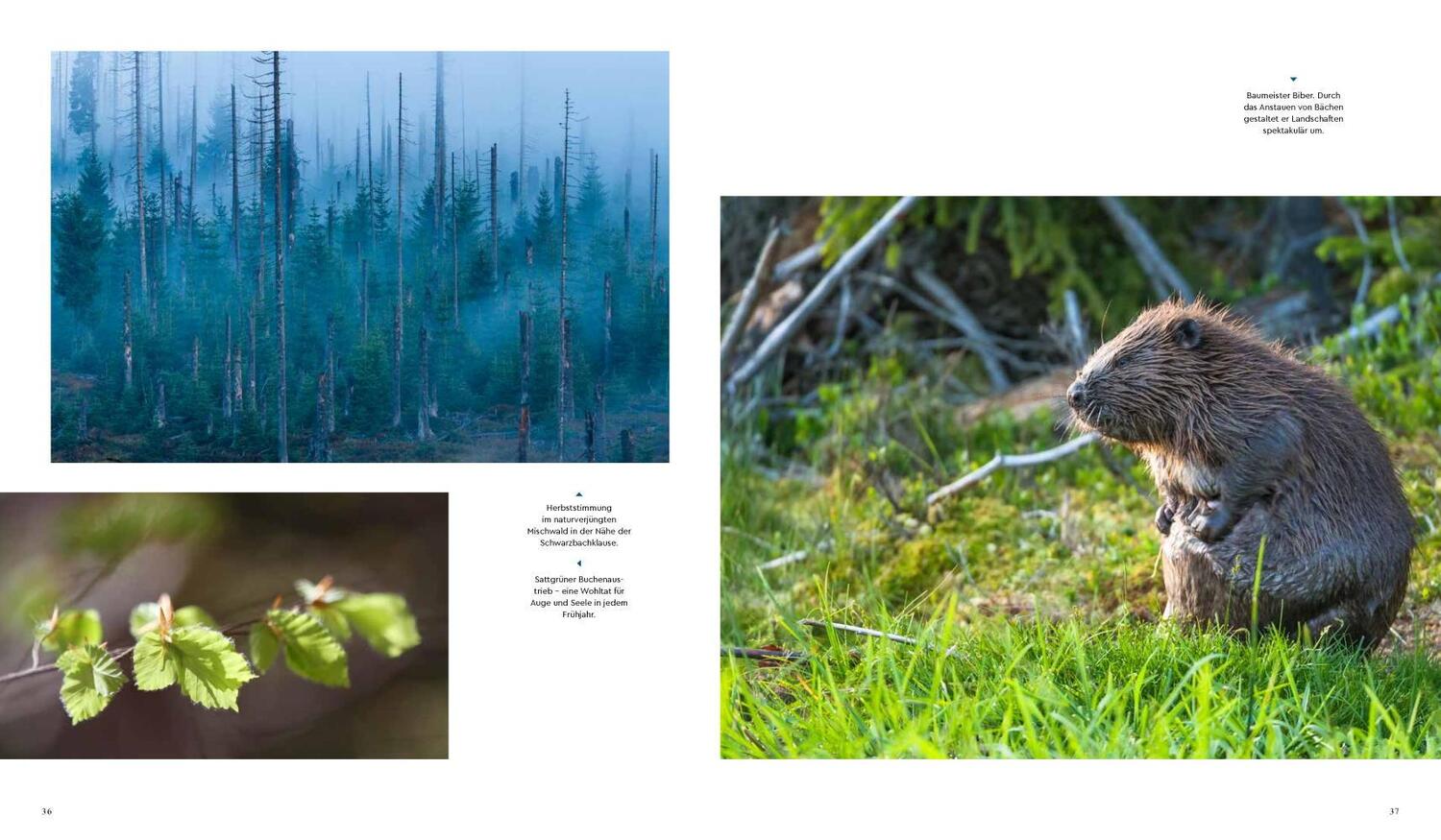 Bild: 9783957284099 | Wilder Wald | Europas Pionier für die Wälder der Zukunft | Poschinger