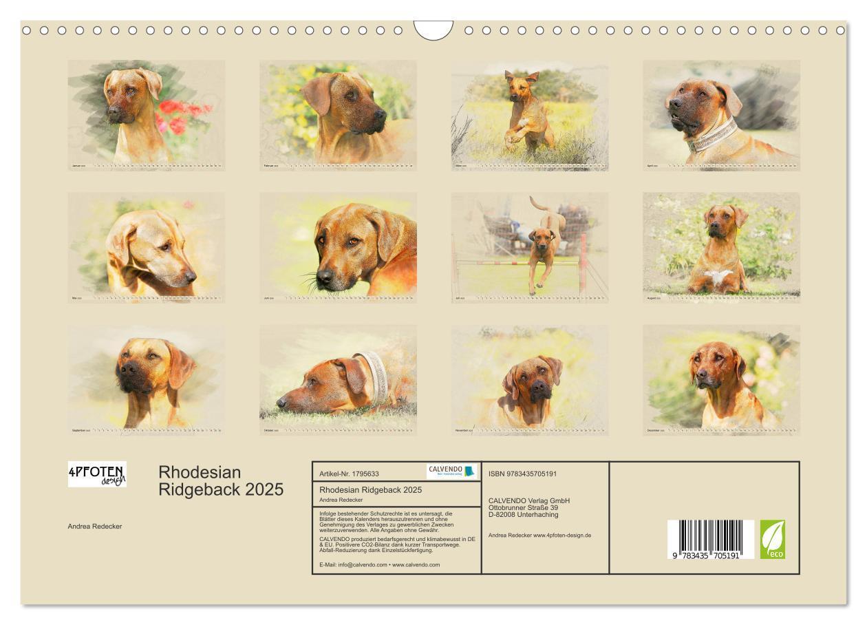 Bild: 9783435705191 | Rhodesian Ridgeback 2025 (Wandkalender 2025 DIN A3 quer), CALVENDO...