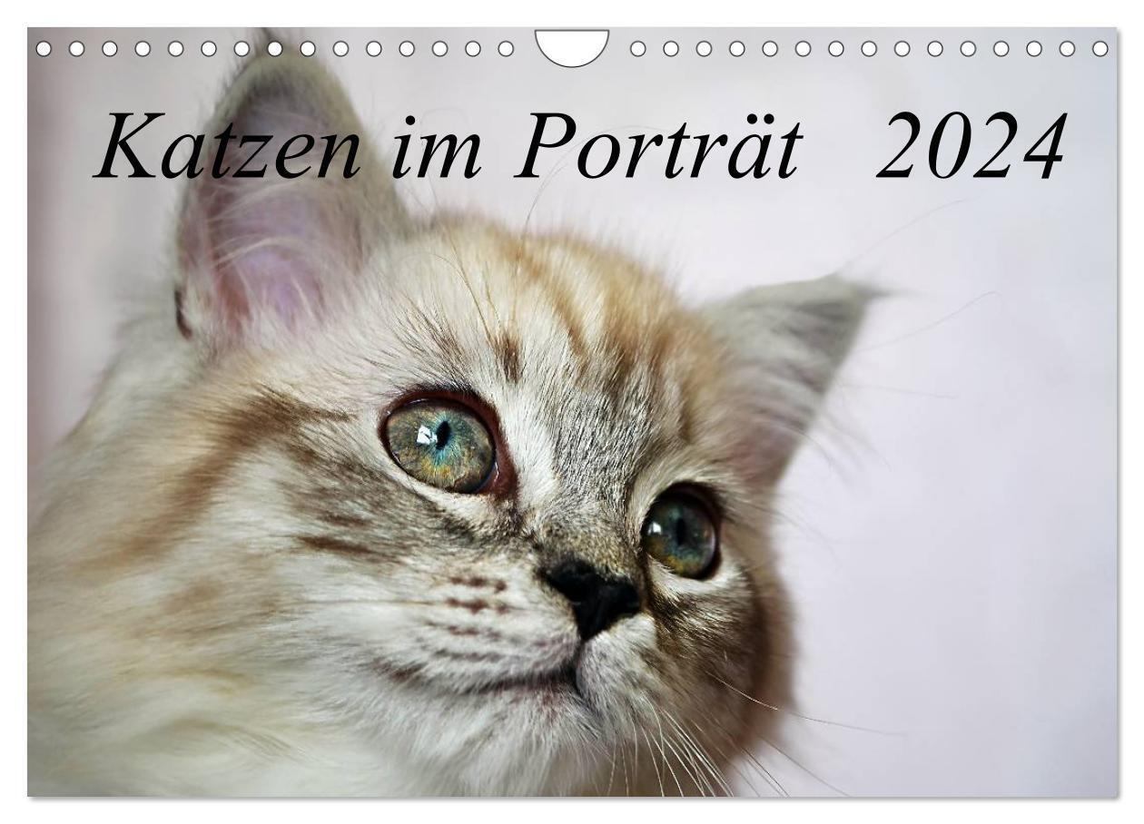 Cover: 9783383526206 | Katzen im Porträt / Geburtstagskalender (Wandkalender 2024 DIN A4...