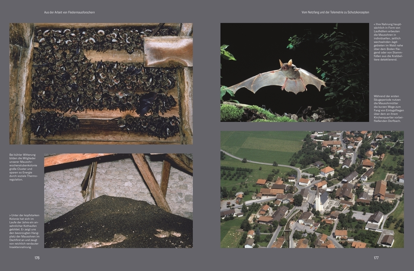 Bild: 9783806243956 | Nachtflug | Die faszinierende Welt der Fledermäuse | Klaus Richarz