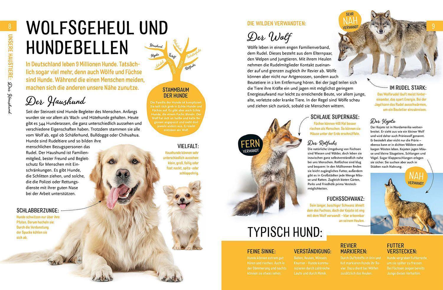 Bild: 9783440172629 | Heimische Tiere und ihre wilden Verwandten | Jule Ambach | Buch | 2022