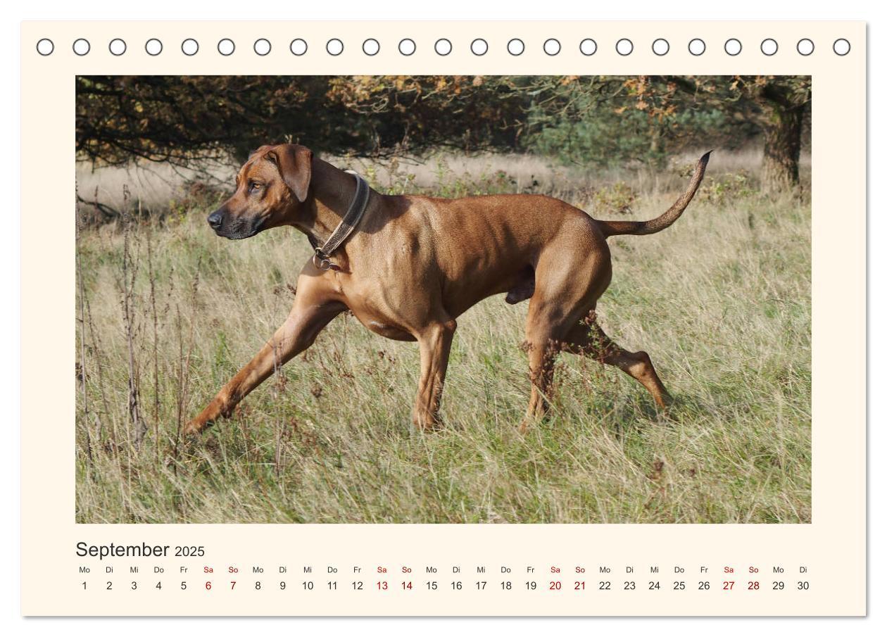 Bild: 9783435352623 | Rhodesian Ridgeback Power aus Südafrika (Tischkalender 2025 DIN A5...