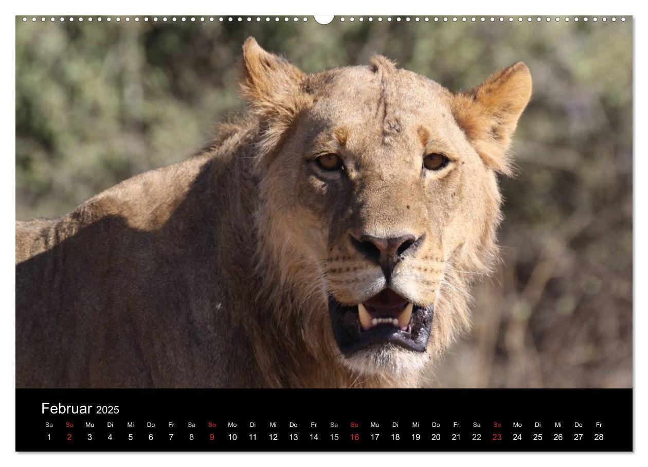 Bild: 9783435837397 | Löwen - Könige der Tiere (Wandkalender 2025 DIN A2 quer), CALVENDO...