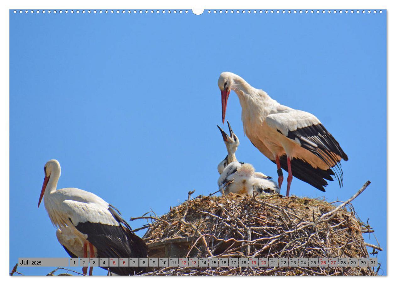 Bild: 9783435144945 | Zu Gast bei Familie Storch (Wandkalender 2025 DIN A2 quer),...