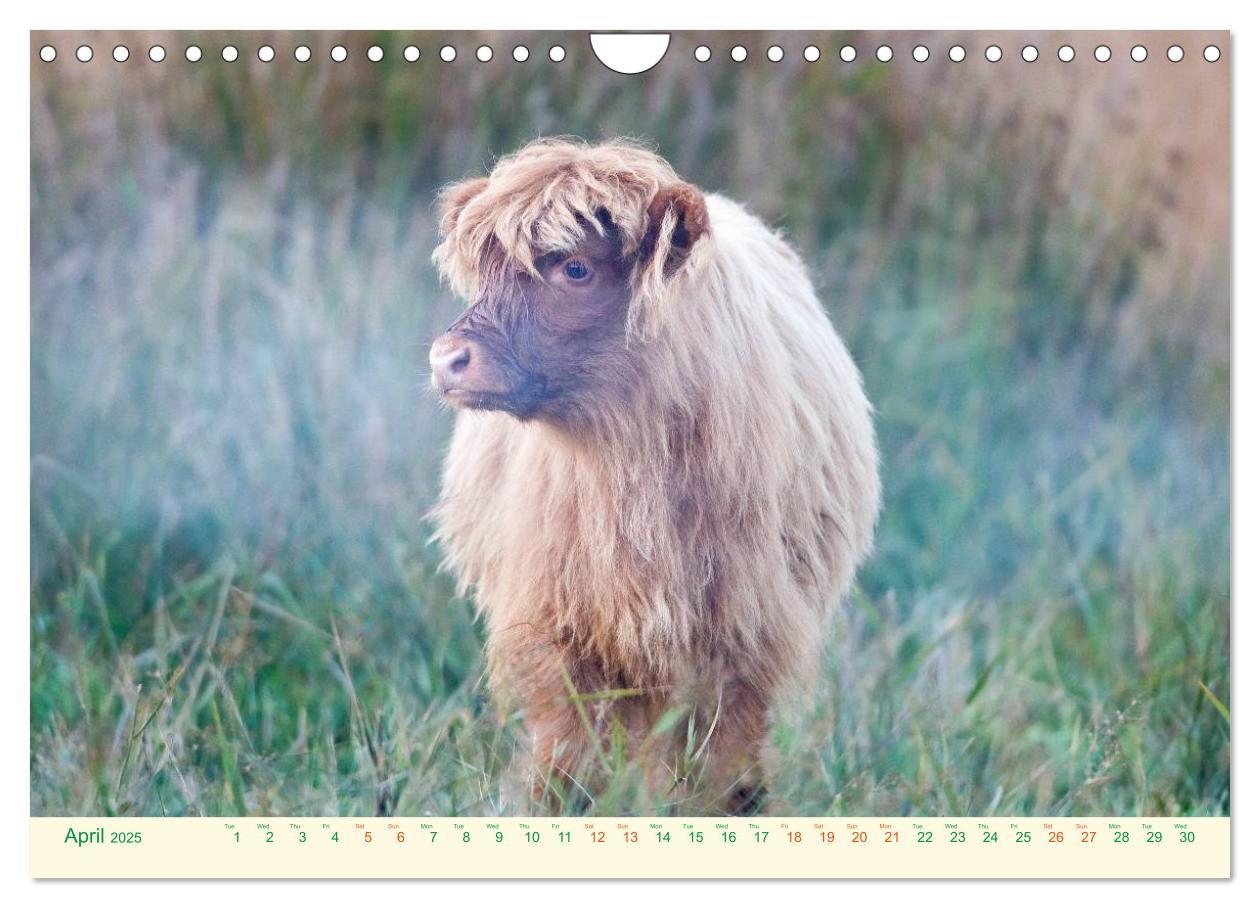 Bild: 9781325956616 | The Hairy Cow Calendar (Wall Calendar 2025 DIN A4 landscape),...