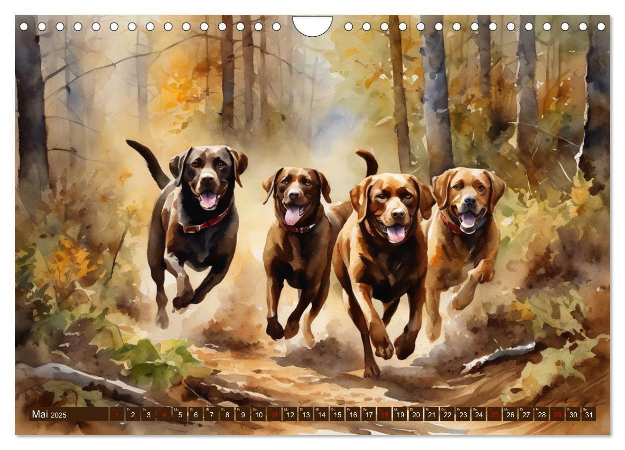 Bild: 9783383822575 | Voller Kraft und Energie - Labrador-Retriever (Wandkalender 2025...