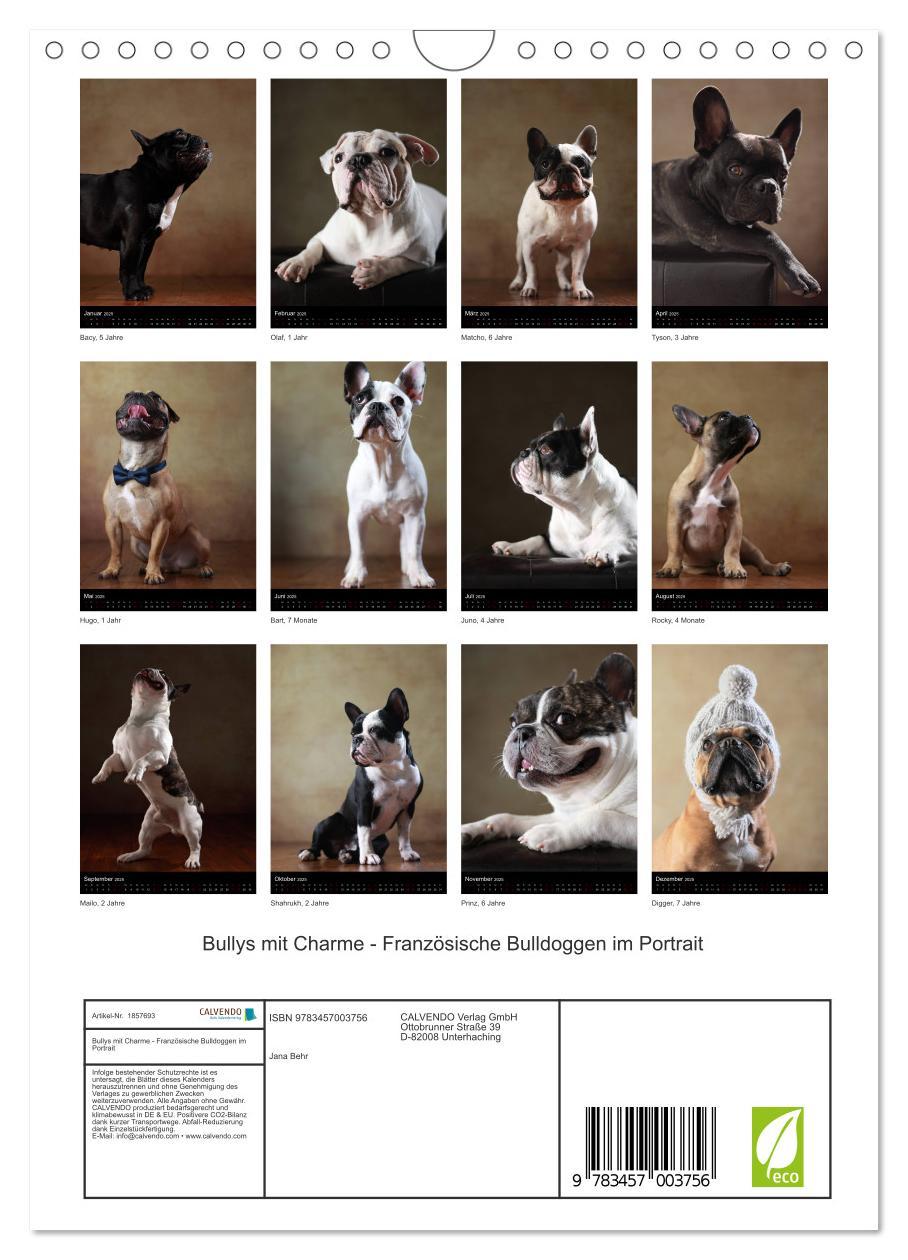 Bild: 9783457003756 | Bullys mit Charme - Französische Bulldoggen im Portrait...