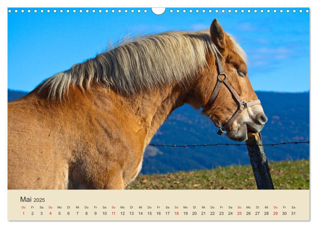 Bild: 9783435493333 | Wir sind die Stars am Bauernhof (Wandkalender 2025 DIN A3 quer),...