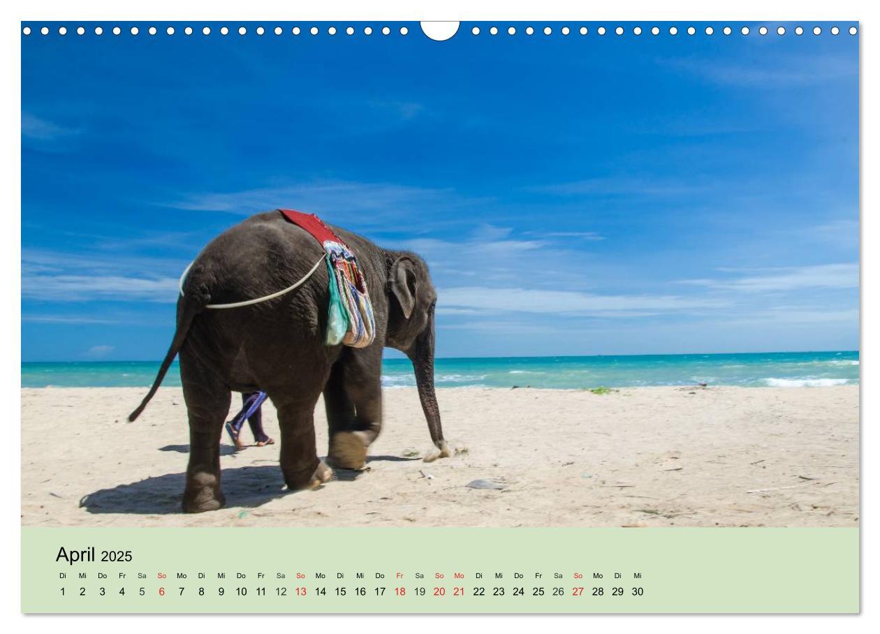 Bild: 9783435719747 | Elefanten. Badespaß am Strand (Wandkalender 2025 DIN A3 quer),...