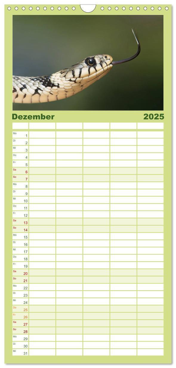 Bild: 9783457125281 | Familienplaner 2025 - Schlangen mit 5 Spalten (Wandkalender, 21 x...