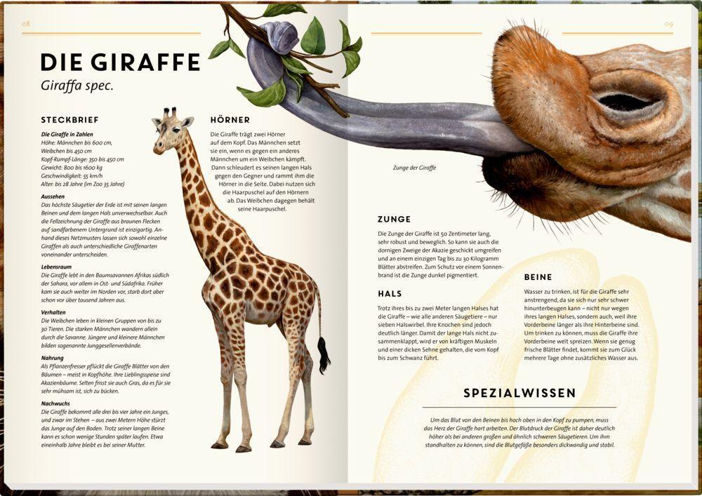 Bild: 9783649637905 | Lebensgroß | Wilde Tiere Afrikas | Holger Haag | Buch | Nature Zoom