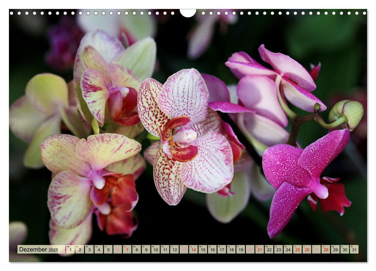 Bild: 9783383765087 | Beliebte Orchideen (Wandkalender 2025 DIN A3 quer), CALVENDO...