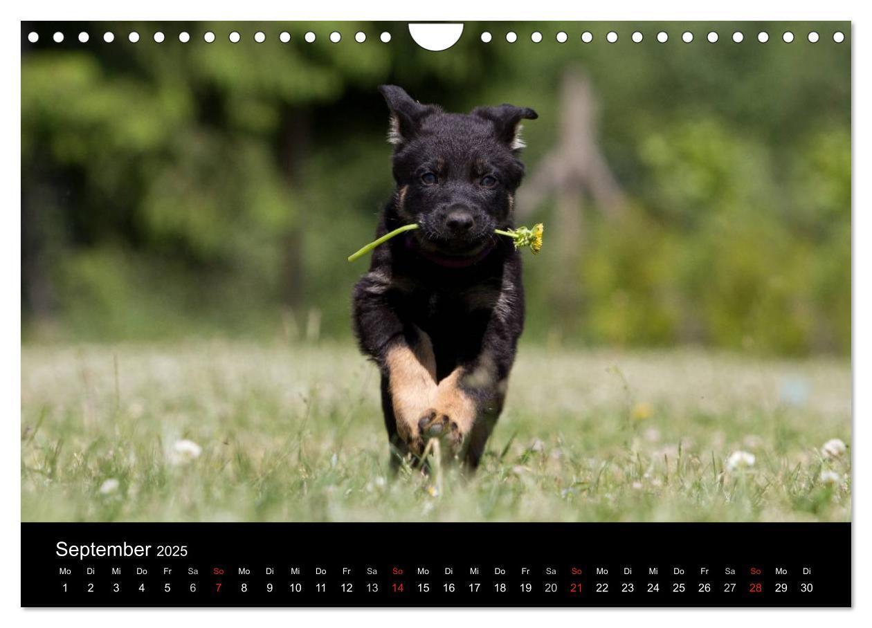 Bild: 9783435834389 | Hundewelpen (Wandkalender 2025 DIN A4 quer), CALVENDO Monatskalender