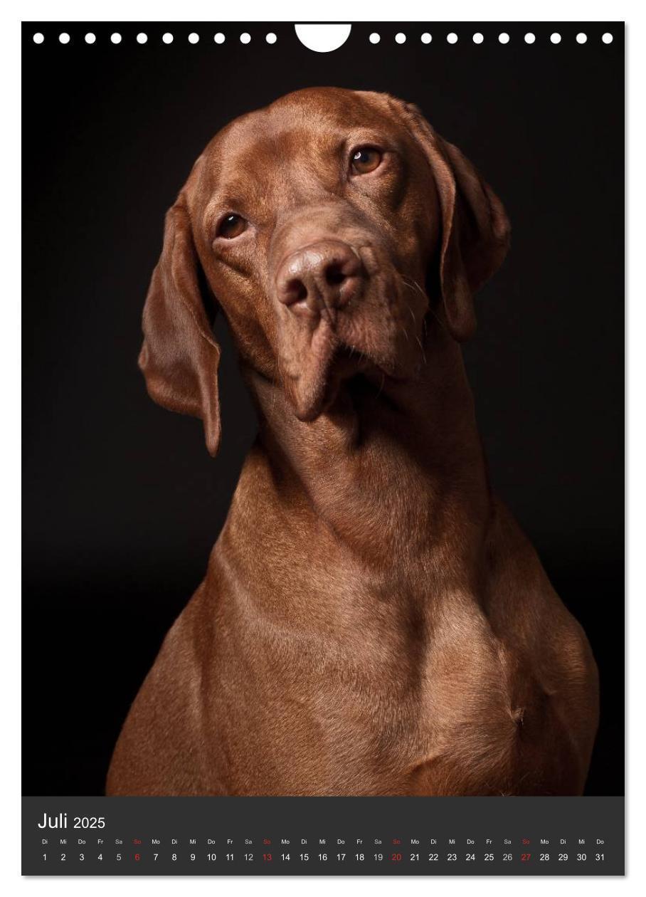 Bild: 9783457016176 | Magyar Vizsla im Portrait (Wandkalender 2025 DIN A4 hoch), CALVENDO...