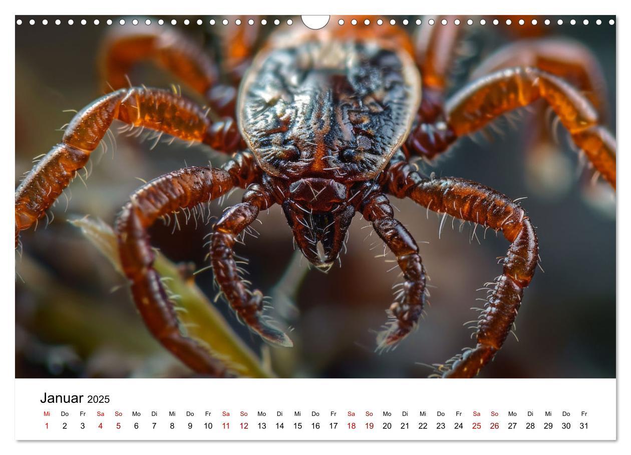 Bild: 9783383799754 | Insekten hautnah (Wandkalender 2025 DIN A3 quer), CALVENDO...