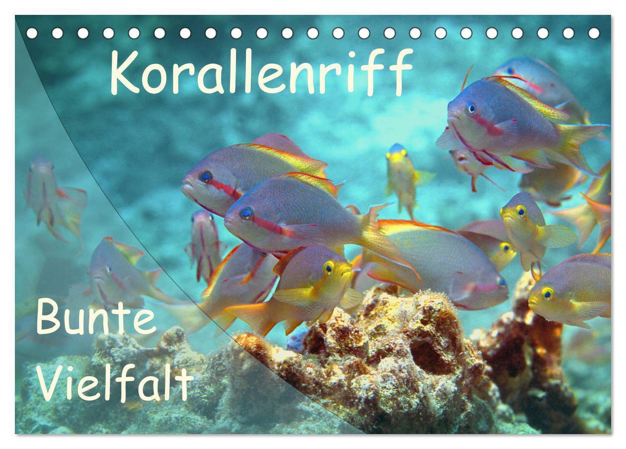 Cover: 9783675456020 | Bunte Vielfalt im Korallenriff (Tischkalender 2024 DIN A5 quer),...
