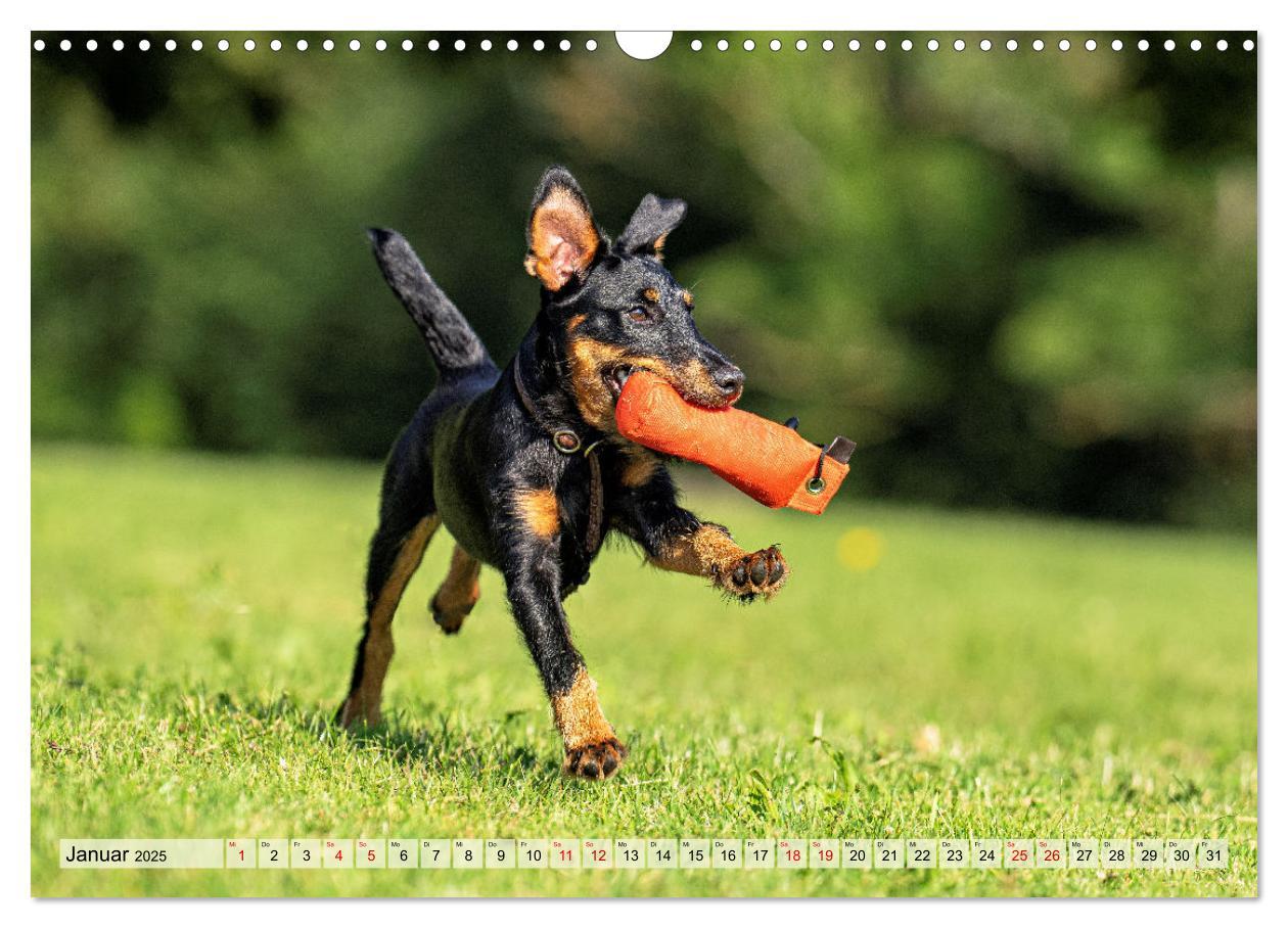 Bild: 9783457190098 | Deutscher Terrier - ein leidenschaftlicher Jäger (Wandkalender 2025...