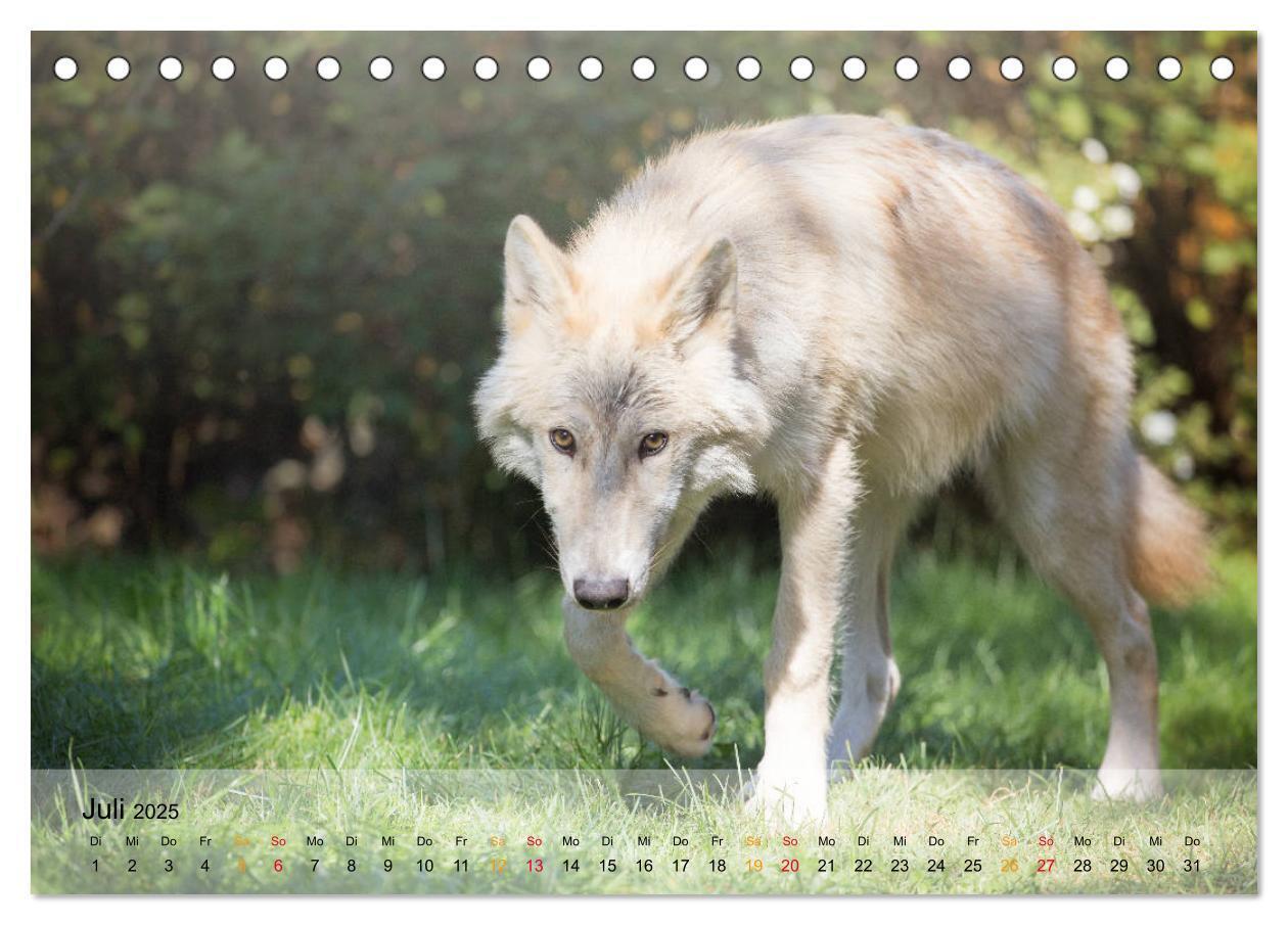 Bild: 9783435410262 | Wolfshunde 2025 (Tischkalender 2025 DIN A5 quer), CALVENDO...