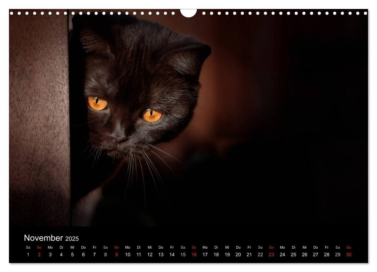 Bild: 9783435488032 | Schokoladige Britisch Kurzhaar Katzen (Wandkalender 2025 DIN A3...