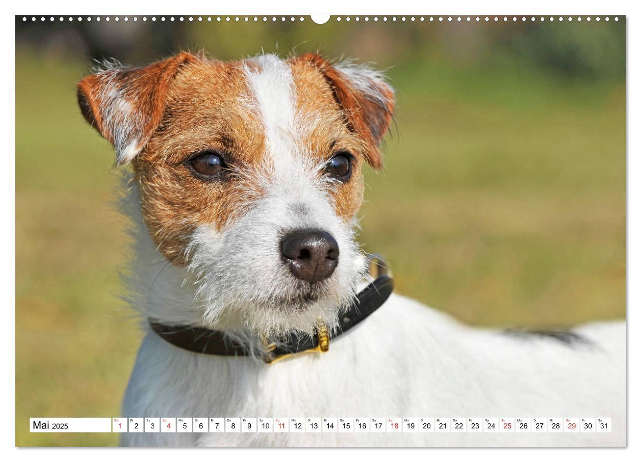 Bild: 9783435245499 | 100000 Volt auf vier Pfoten - Jack und Parson Russell Terrier...