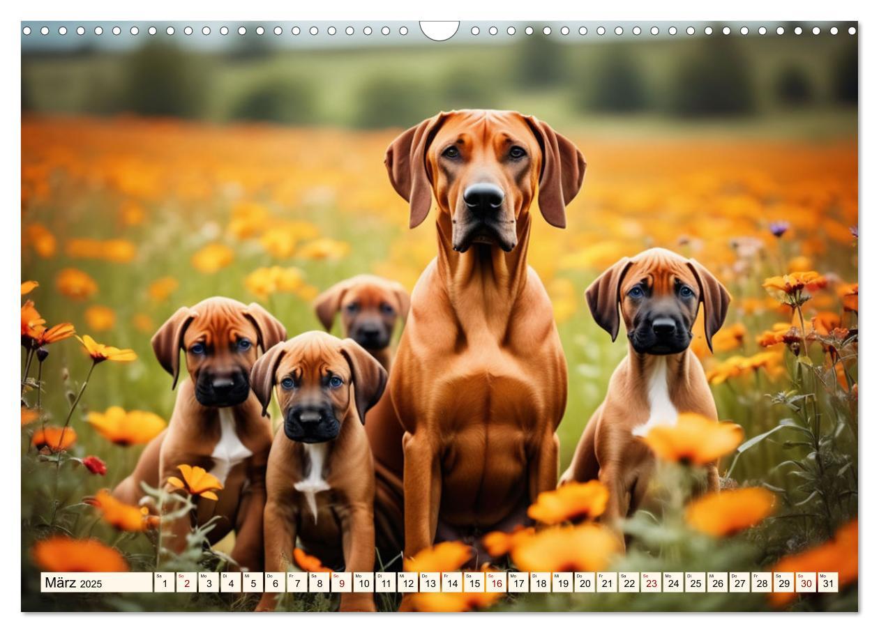 Bild: 9783457146064 | Rhodesian Ridgeback - Athlet mit Rückenkamm (Wandkalender 2025 DIN...