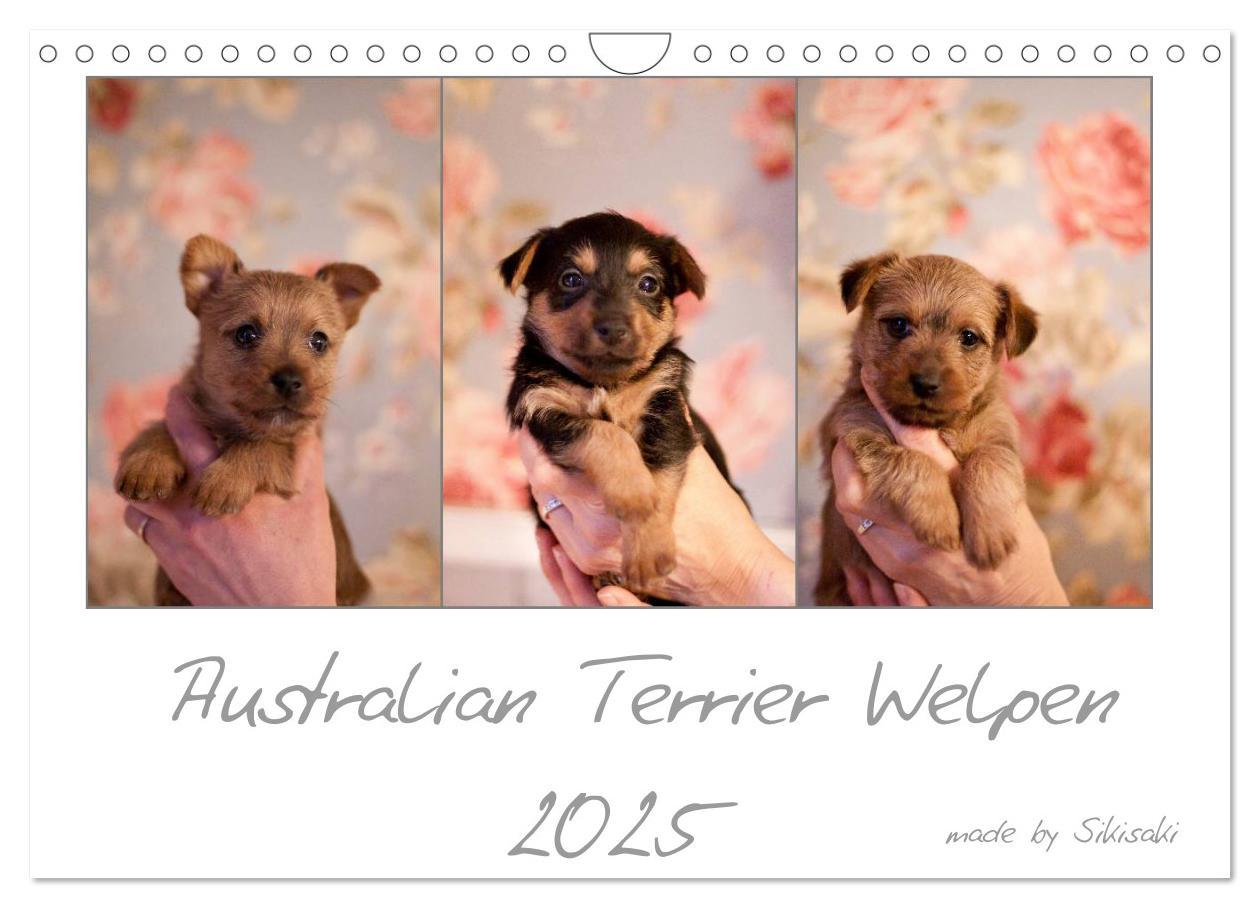 Cover: 9783435662555 | Australian Terrier Welpen (Wandkalender 2025 DIN A4 quer), CALVENDO...