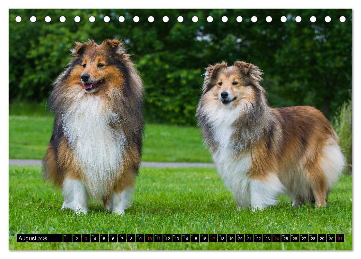 Bild: 9783435568758 | Traumhund Sheltie (Tischkalender 2025 DIN A5 quer), CALVENDO...