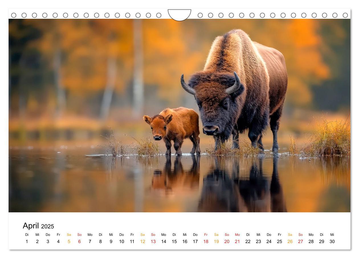 Bild: 9783457238349 | Büffel - Ikonen der Wildnis (Wandkalender 2025 DIN A4 quer),...