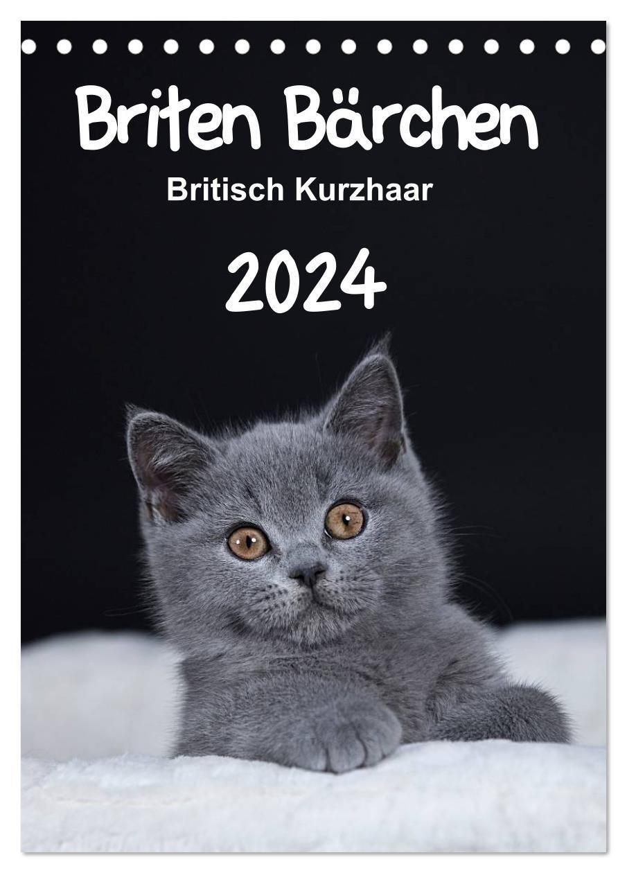 Cover: 9783675901858 | Briten Bärchen ¿ Britisch Kurzhaar 2024 (Tischkalender 2024 DIN A5...