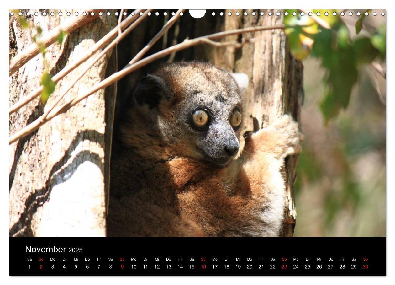 Bild: 9783435483587 | Abenteuer Madagaskar (Wandkalender 2025 DIN A3 quer), CALVENDO...