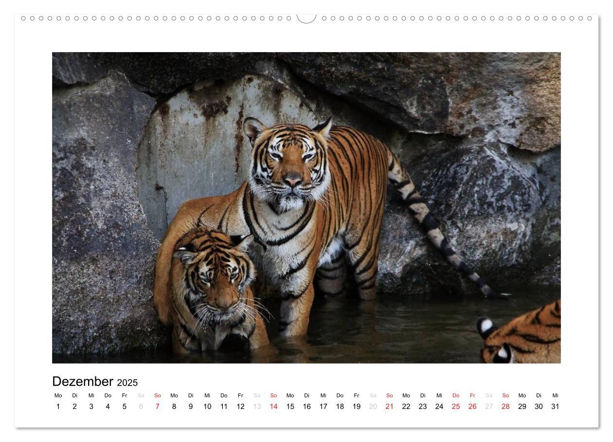 Bild: 9783435754298 | Tiger 2025 (Wandkalender 2025 DIN A2 quer), CALVENDO Monatskalender