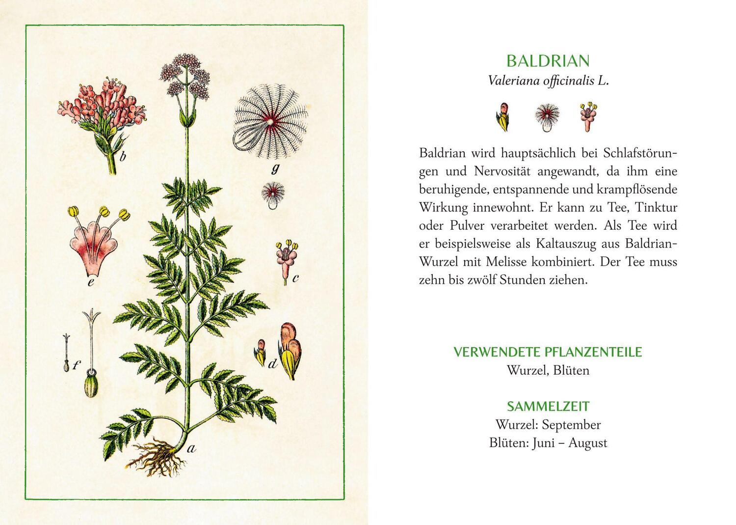 Bild: 9783649648826 | Kräuter und Blumen am Wegesrand | Das kleine Herbarium | Buch | 48 S.