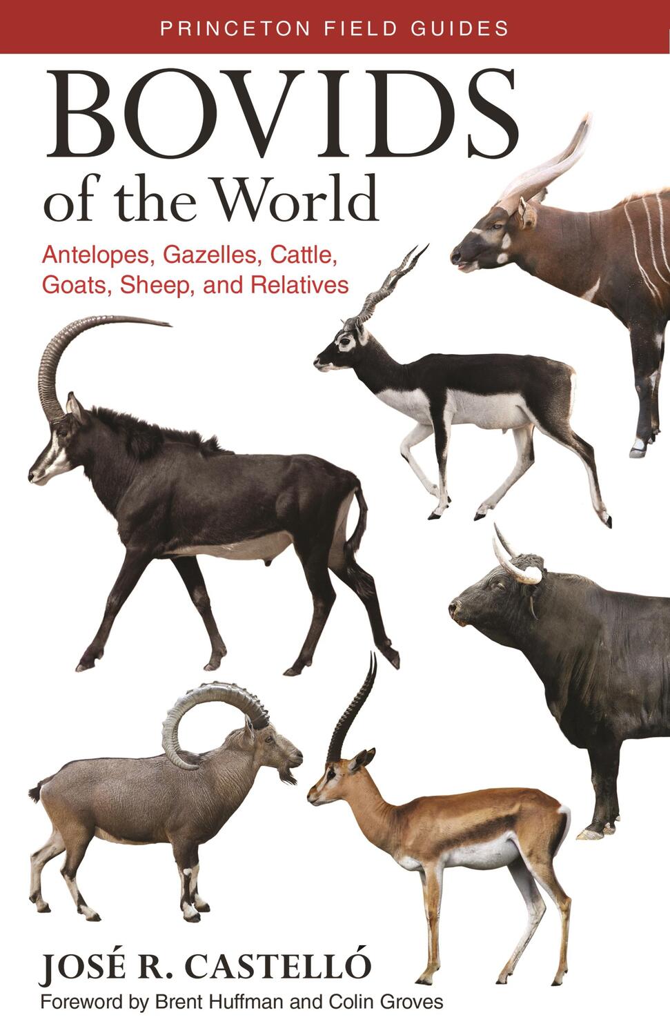 Cover: 9780691167176 | Bovids of the World | José R. Castelló | Taschenbuch | Englisch | 2016