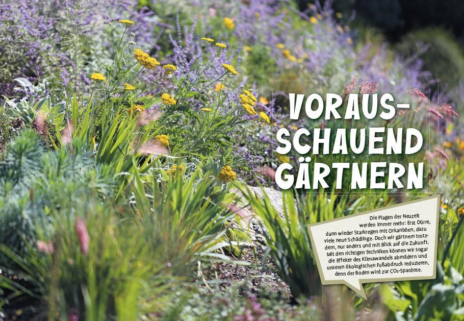 Bild: 9783818617523 | Superpflanzen | Elke Schwarzer | Taschenbuch | Deutsch | 2023