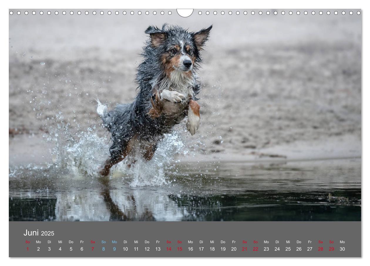 Bild: 9783435233151 | Australian Shepherd - Vielfalt in einer Rasse (Wandkalender 2025...