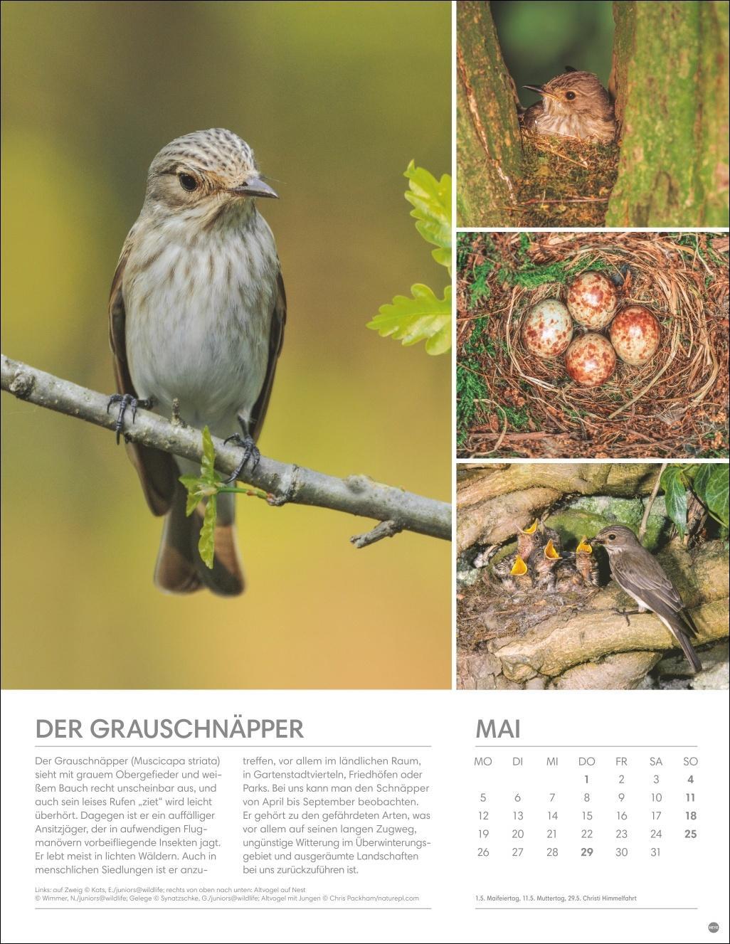 Bild: 9783756405336 | Vögel in unseren Gärten Posterkalender 2025 | Heye | Kalender | 14 S.