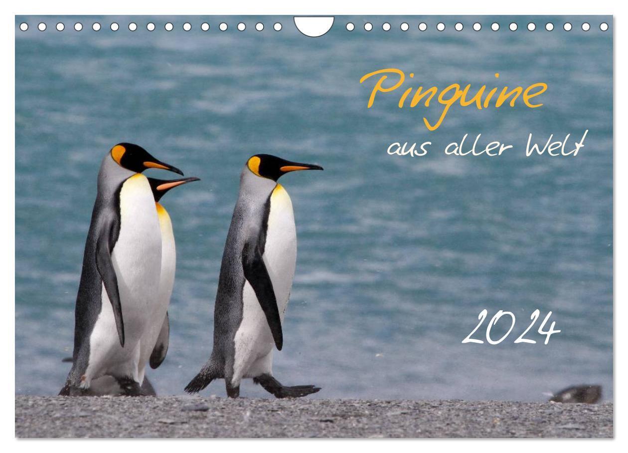 Cover: 9783383602238 | Pinguine aus aller Welt (Wandkalender 2024 DIN A4 quer), CALVENDO...